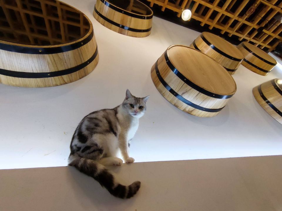 猫咖.jpg